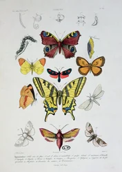 1842年、フェリックスによって彫刻されたDictionnaire Elementaire dHistoire Naturelleからのさまざまな蝶